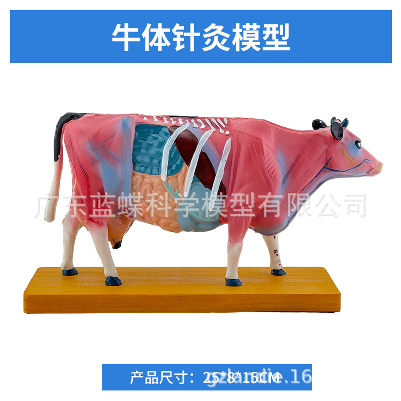 ��è��ţ�������ģ�� ȮѨλ ������� ��ҽ��ѧ�������ģ��