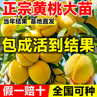Yellow Peach Saplings, Peach Tree Fruit Seedlings, Peach Peach Peach Grafted Seedlings, Fruit Trees Planted in the North and South Courtyards in All Seasons