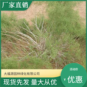 ���������l��ɳĮ�Gֲ��ɳ�� �����Lɳ������ Ҏ���Rȫ����r��