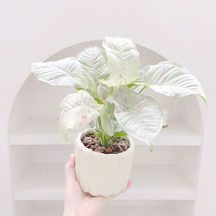 ţ�̼�м�Ϲ������Ա��W�L�k��������Gֲ�[���͏d���B�[�Ż�