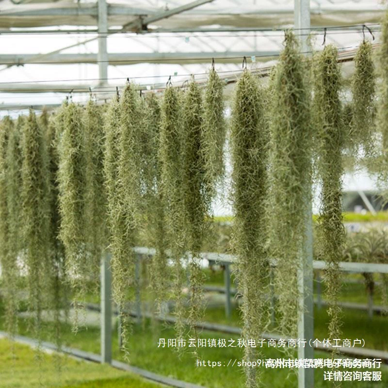 Подставка для ананаса, груша, беспочвенное растение, воздушная трава, лишайник, борода старика, комбинированное подвесное украшение, офисное подвесное зеленое украшение