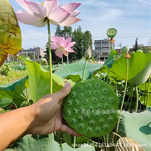 [Base Wholesale] Artificially Dug Hybrid Space Lotus New Generation Lotus Seed and Lotus Root Seedlings Guangchang White Lotus Seedlings Xianglian