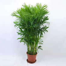 �����������Pβ��ɢβ������  �҃Ȼ��ܾGֲ����Ҭ���҃ȴ�������