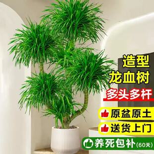 ��Ѫ��͏d��լ�Gֲ���҃����Դ������F���Ϙ����^��횘��ļ�����