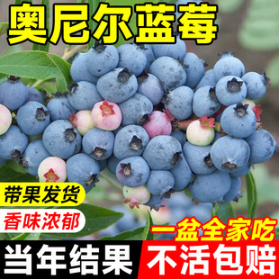 Blueberry Fruit Saplings Are Potted in All Seasons and Planted on the Balcony in the South and North. Cold-Resistant Cherry Large Fruits Bear Fruit in the Same Year