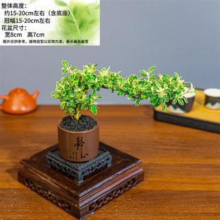 Porcelain Pot Cliff Gold Edge June Snow Micro-Landscape Potted Plant Shape Office Green Plant White Flower