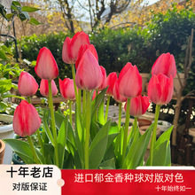 现货批发郁金香种球单瓣品种1粒装5度球室内花卉盆栽四季开花好养