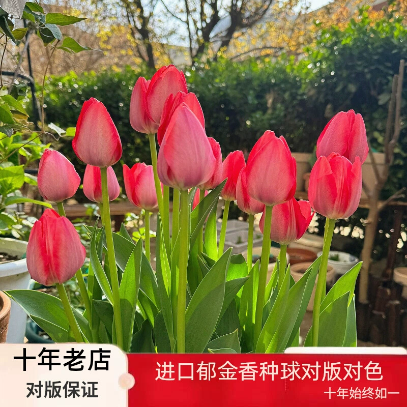 В наличии оптом луковица тюльпана одиночный лепесток сортов 1 зерно 5 градусов шариковые Комнатные цветы в горшках четыре сезона цветение хорошее
