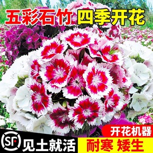 �Wʯ����N�������ʯ�����ļ����N�_��ͥԺ�������ԾG���N��