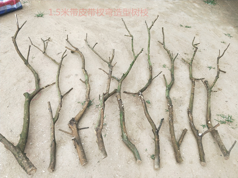 。Arquivos de flores de ramas secas de madera tronco artístico ramas secas maderas secas de madera secas descorpeadas modelado percha de pared paquete de tronco