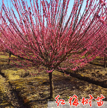 һ�����lͥԺ������D÷�������~÷�t�G÷��Ʒ�ߙn�Ϙ��辰���㶬