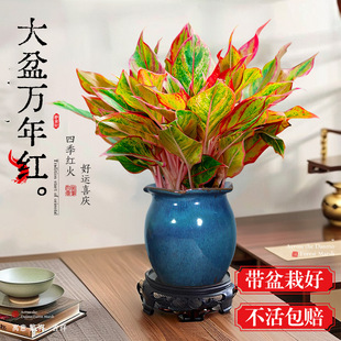 �����f��t���Ի����҃�ֲ�ﻨ�͏d���漪���t�Gֲ���B���ļ��辰