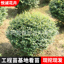 小叶女贞球批发道路工程绿化苗木色块绿篱灌木球造型小叶女贞球