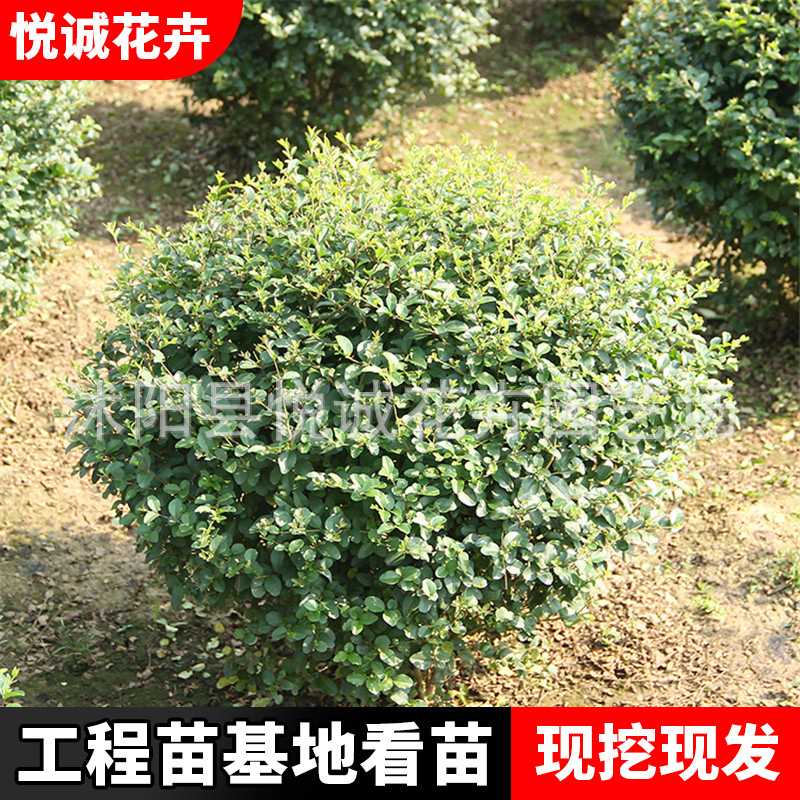 小叶女贞球批发道路工程绿化苗木色块绿篱灌木球造型小叶女贞球