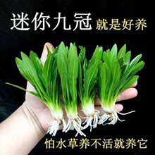 ����С�Ź�ˮ�ݴ��~�Ź��~���������B�󾰲����ˮ����������ˮ�|