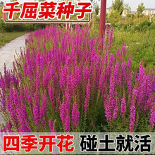 ˮ��ֲ��ǧ���˷N���ļ��׻������G����ع��@�쾰�^�pˮ����