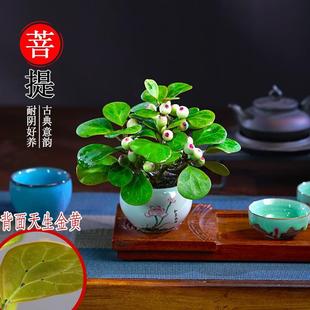 Little Bodhi Tree with Fruit Bonsai Plant Four Seasons Evergreen Indoor Potted Zen Ornament Office Living Room Desktop
