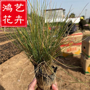 �{��é  �{���� �޸��ر��ݻ� �@�־G������ �Ԯa���N