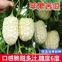 苹果苦瓜种子甘甜水果白苦瓜台湾小苦瓜种籽蔬菜种子四季播种植