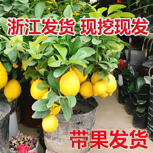 四季香水柠檬树苗盆栽水果地栽庭院阳台南北方种植当年结果柠檬树