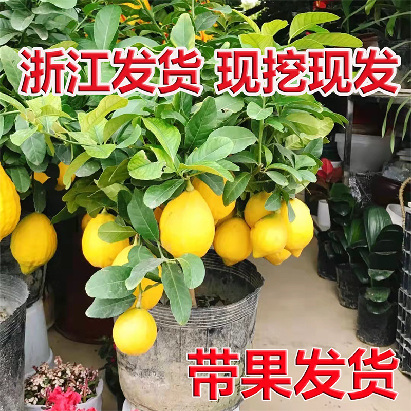 四季香水柠檬树苗盆栽水果地栽庭院阳台南北方种植当年结果柠檬树