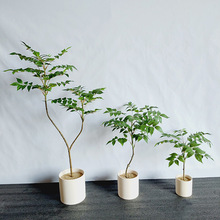 �����������ϙ��~�ٻ����҃����ֲ���辰�R��ľ�����b���ľ�~