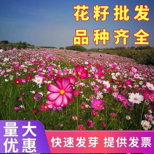 ���N�Ӵ�ȫ��ɣ����˹�շN��Ұ���M�ϰ��ղݷN���ļ��_�����^����