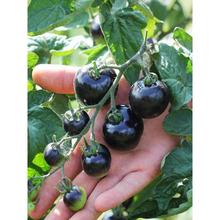 ڷѷNӳ}ŮNݙtNļN̨߲