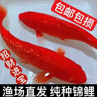 �\�����~���tɫ��t�����W������~��ˮ�^�p�~�t����ɫ���N�lؔ�~