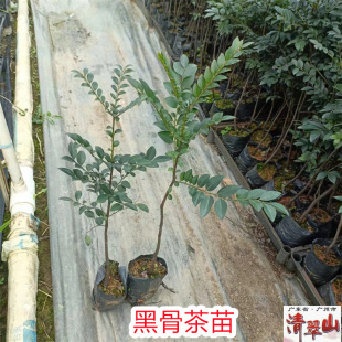 �ڹǲ��̴���� ͥԺ���Ի����҃ȳ��G���;��^ֲ�� �����՚����^