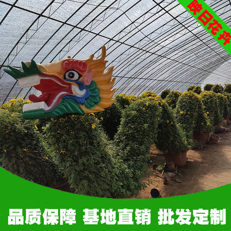 龙造型 国庆菊花 大型盆栽四季开花量大可定制菊花盆栽 九月菊