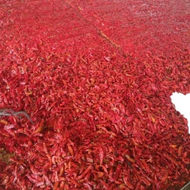 酱腌菜;辣椒酱;辣椒彩椒