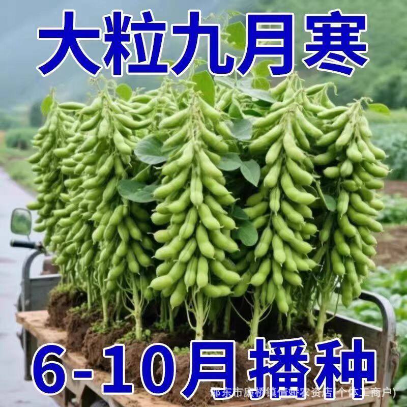 Early-Maturing September Cold-Resistant Edamame Seeds, Soybeans, Early Edamame, High-Yield Vegetables, Extra-Large Green Soybeans, Four-Season Summer Vegetable Seeds