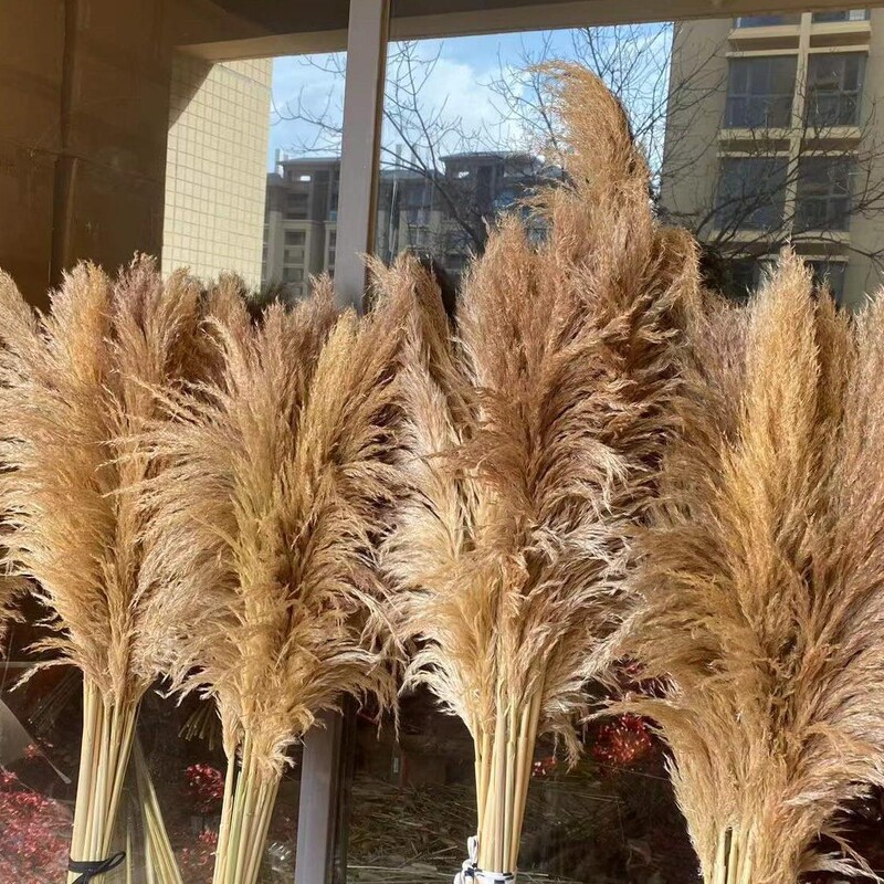 Directly Supplied from the Manufacturer: Seeded Reeds, Dried Reeds, Dried Flowers for Autumn and Winter Decoration, Wedding Decorations, Real Flowers for Photography, Leisure Restaurants, and Landscaping
