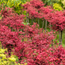 红枫树苗盆栽四季花卉阳台庭院植物别墅风景树耐寒日本红枫树盆景