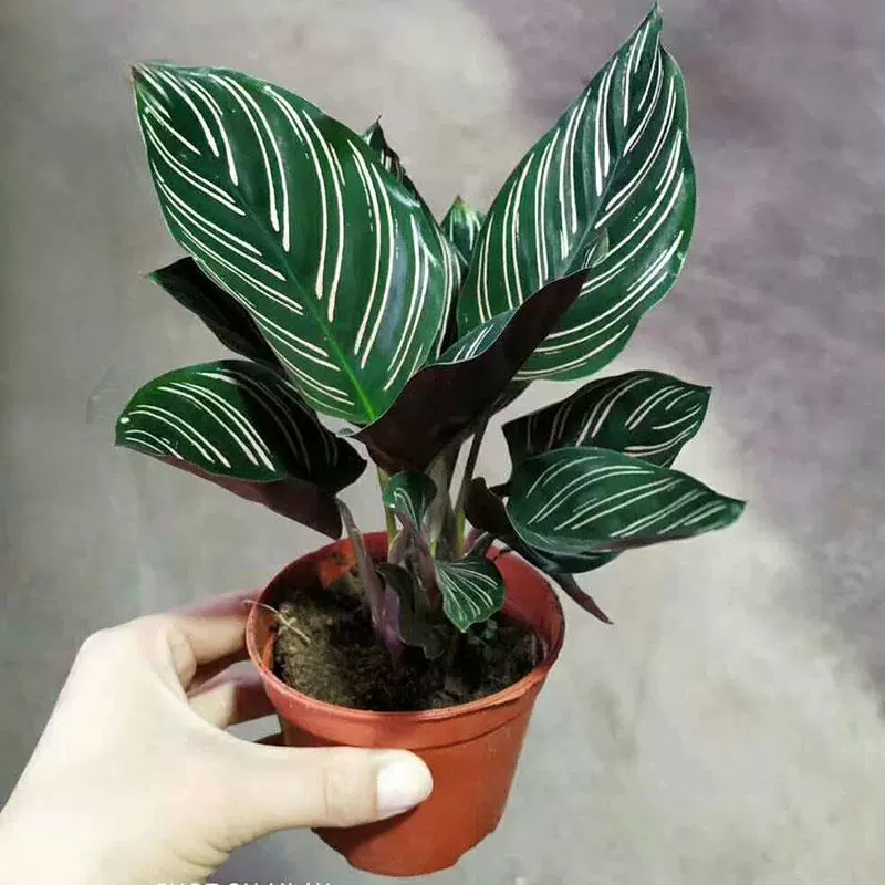 Каладиум в горшке с двойной линией, с фиолетовой спинкой, красочные листья, цветы, комнатный офисный стол, теневыносливые лиственные растения, вечнозеленые растения в любое время года.