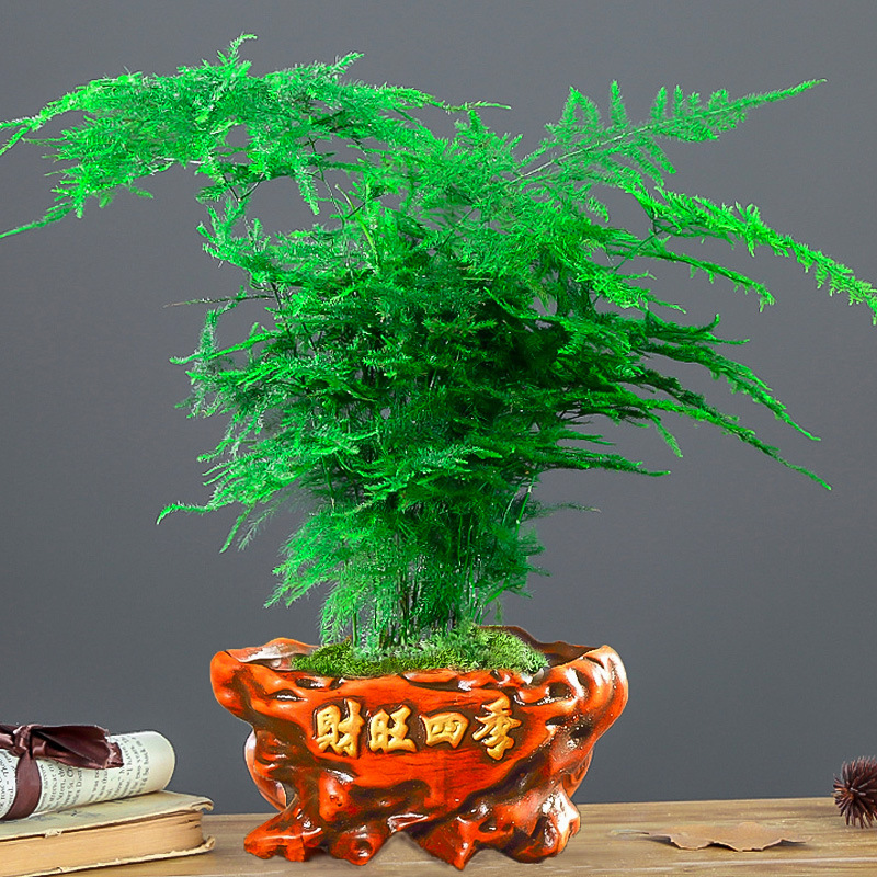 Caiwang Sij [중분지 아스파라거스]는 뿌리 파우더와 함께 제공됩니다.