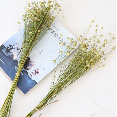 아카시아 콩 30 무리