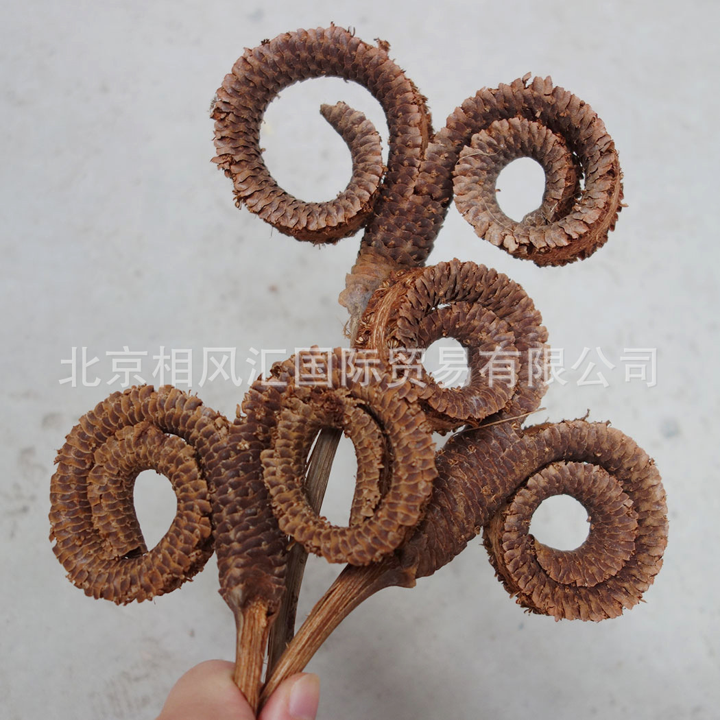 【羊角环】进口干果干花装饰插花天然植物家居摆设节日礼品