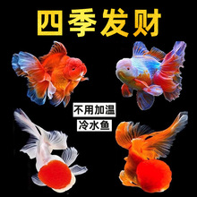 �����в����ٽ��� �ƽ���� ����̩ʨ�����ʨ��ͷ��ʨ������ˮ��