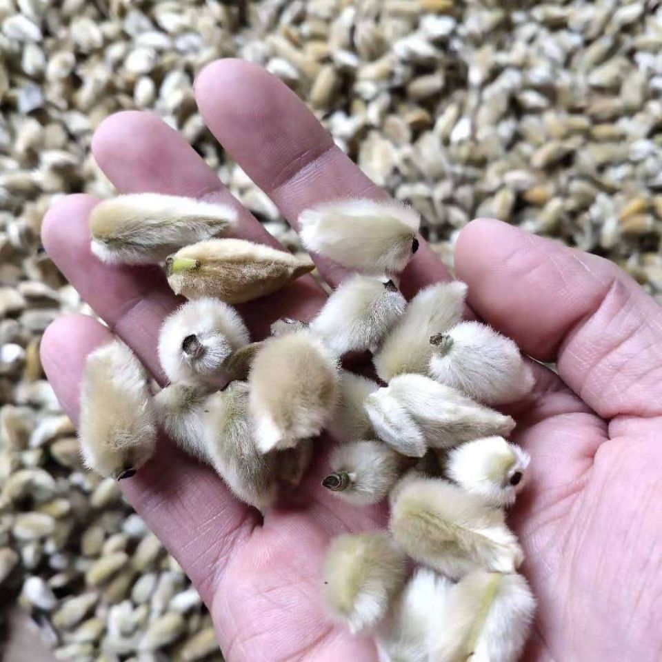 Xin Yi Hua Magnolia Flower Buds 500g Dried Traditional Chinese Herbal Tea quality and texture