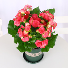 盆栽花卉丽格海棠玫瑰海棠海棠花苗重瓣带花发货好养花卉玻璃海棠