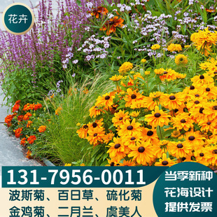 Four Seasons Wildflower Combination Poppy Seeds Cosmos Zinnia Galsang Flower Seeds Coneflower February Orchid Flower