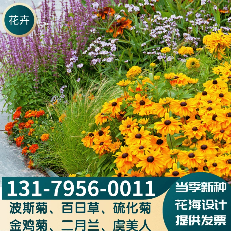 Четыре сезона Полевой цветок Комбо Семена Мака Космос Зинниелла Кореопсис