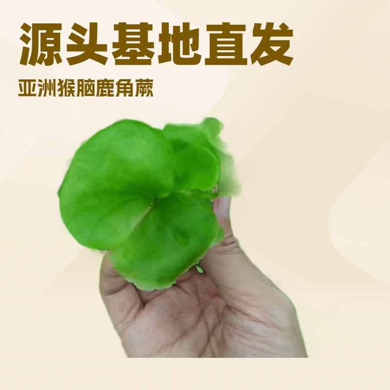 Тропические лиственные папоротники, азиатский мозг обезьяны, рогатые папоротники, дикий микропейзаж для внутреннего зеленения, хлорофитум, вечнозеленый круглый год.