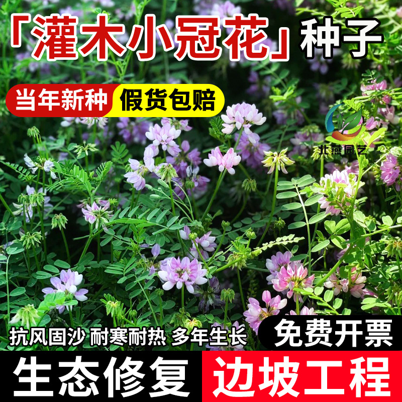 多变小冠花种子护坡固土花卉绿化工程地被庭院四季播种复绿草种籽