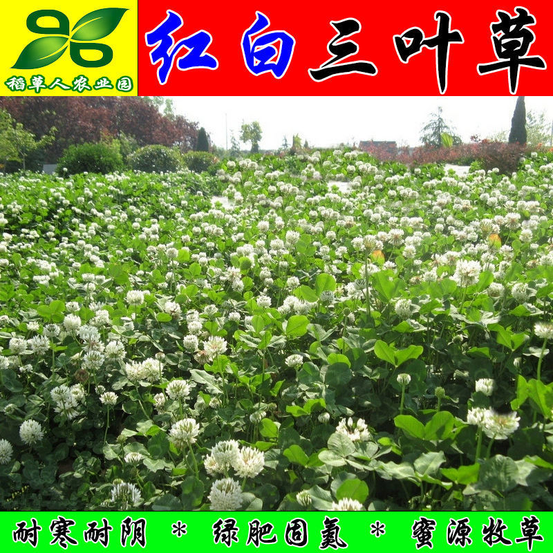 白三叶草籽 进口海法发绛红三叶草种子 四季果园绿化草坪牧草绿肥