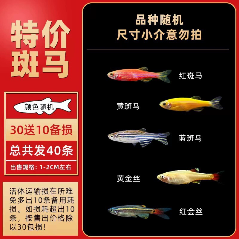 Малкий рыба tropical fish viewing fish butterfly wings long tail zebra fish, fish red green light, fish live fish fresh water is good for freshwater
