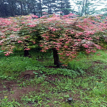 日本紅楓基地 8公分日本紅楓成本價格出售 綠化風景樹