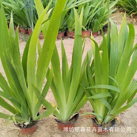 宿根花卉;一二年生花卉;灌木